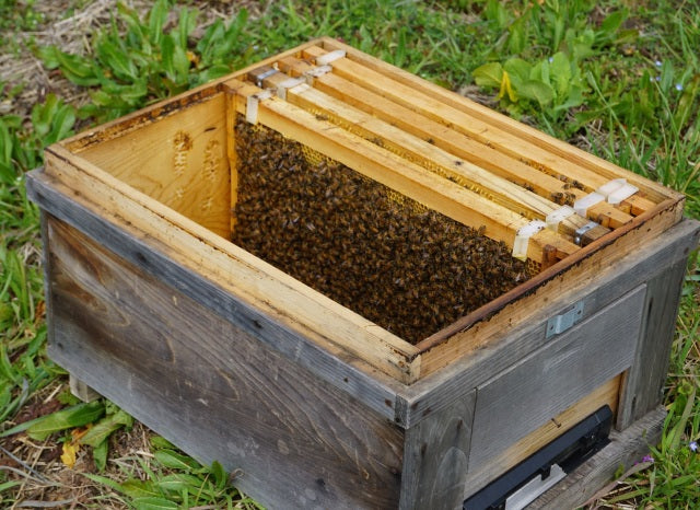 6.【飼育用】【10枚箱付】優良群5枚群女王羽カット済 (中古箱)4月中旬発送